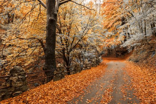 autumn season, colors and shades of nature at the Park of Campo dei Fiori Varese