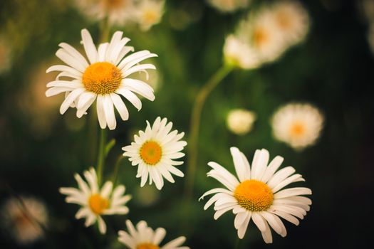 Chamomiles Flowers On Field