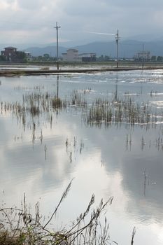 Landscape with a swamp, shot at Yilan county, Taiwan, Asia.