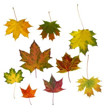 Autumn maple leaves isolated on a white background