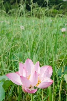 Lotus flower in the farm at daytime in Taiwan, Asia.