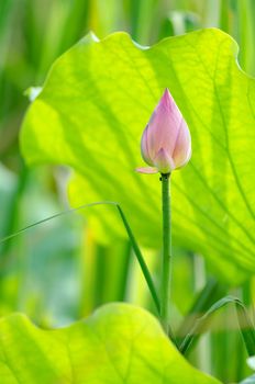 Lotus flower in the farm at daytime in Taiwan, Asia.