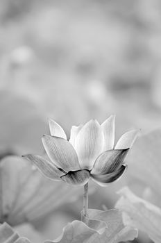 Scenery of lotus flower in the farm in black and white tone.