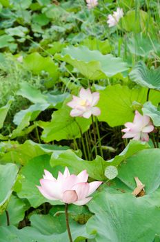 Lotus flower in the farm at daytime in Taiwan, Asia.