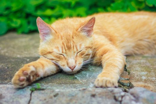 Young Red Kitten Sleeping Outdoor