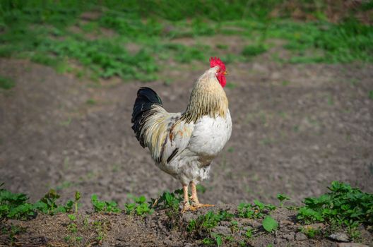 Picture biennial rooster on the farm in early spring on a sunny day.