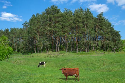 Two cows grazing on a lush, green meadow in early spring.
