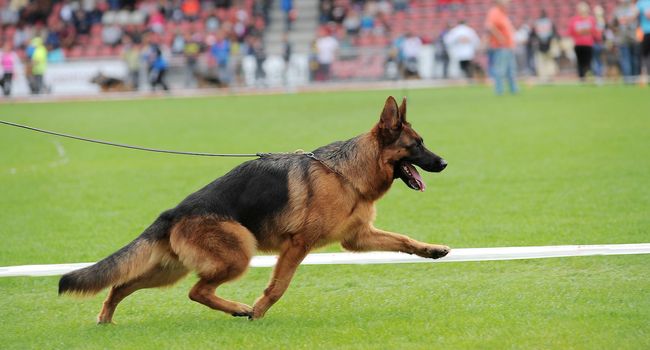 German shepherd dog running on stadium
