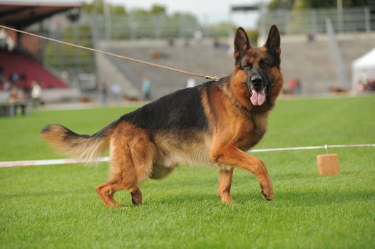 German shepherd dog running on stadium