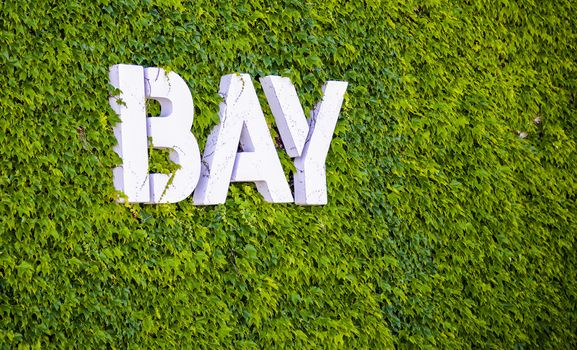 White bay word on green vine wall