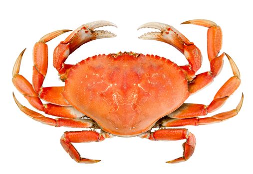 Cooked whole dungeness crab with natural marks on the shell and isolated on white background