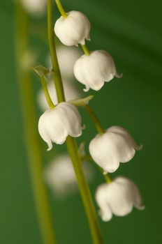 lily of the valley