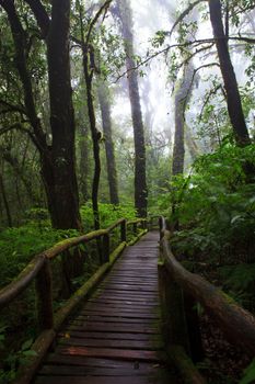 wood walking way in hill evergreen forest of Doi Inthanon National Park Thailand