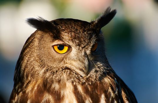 Closeup of a Royal owl side lit by the sun