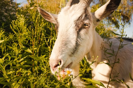 Goat eating a camomiles on a green meadow