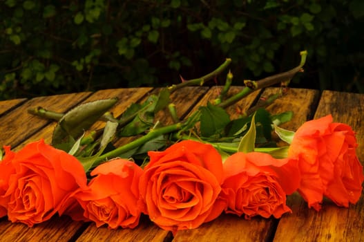 Orange roses on a table in a garden ready for bouquets