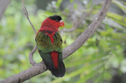 One Very Colored Parrot in a Park in Tenerife, Spain