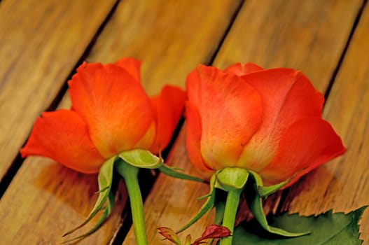 Two orange roses ona table
