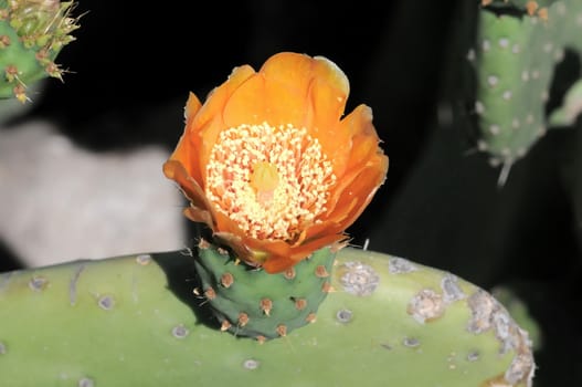 Orange Flower on top of a Green Cactus in the Desert