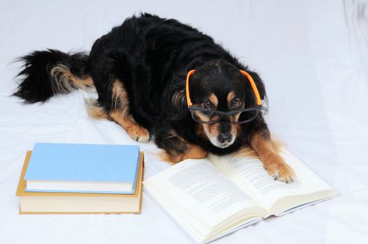 One intelligent Black Dog Reading a Book on a White Background