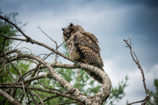 Great Horned Owl Sitting on a Tree Limb