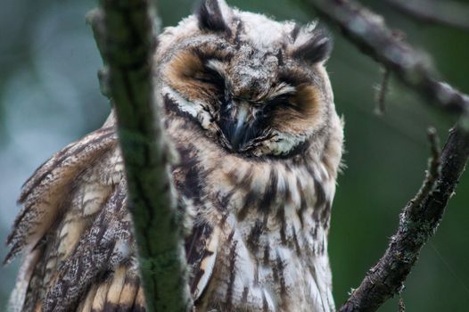 Great Horned Owl Sitting on a Tree Limb
