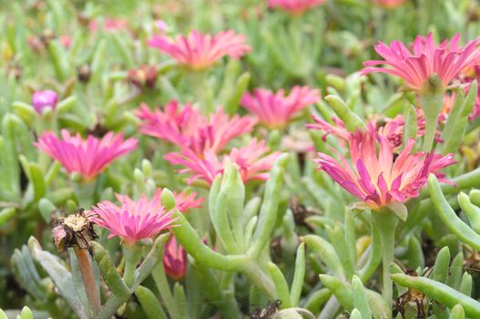 Some Very Colored Flowers on a Green Garden