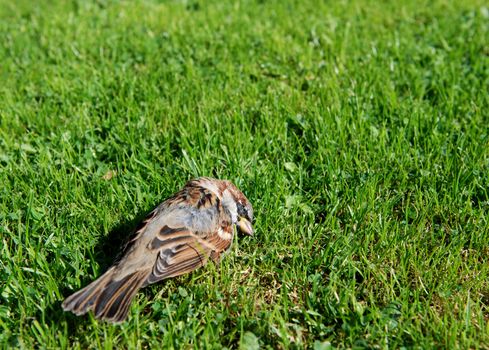 Small dead sparrow lying on grass in a garden