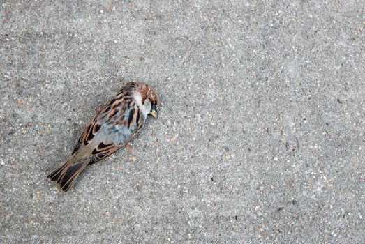 Tree sparrow with a broken neck lying dead on a concrete path