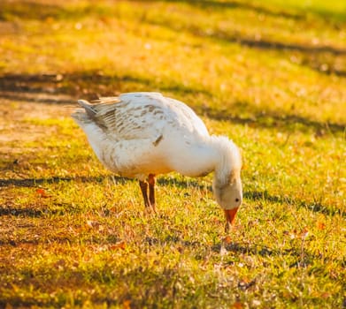 Goose On Green Grass