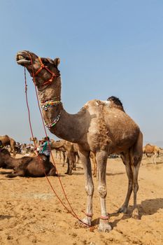 Camels at Pushkar Mela (Pushkar Camel Fair). Pushkar, Rajasthan, India