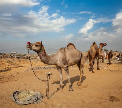 Camels at Pushkar Mela (Pushkar Camel Fair). Pushkar, Rajasthan, India