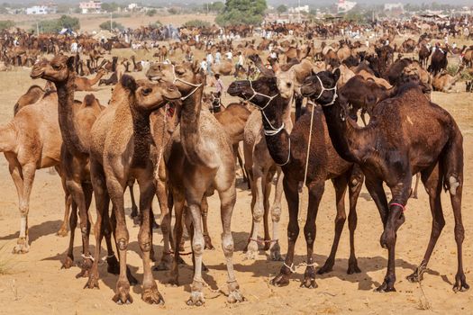 Camels at Pushkar Mela (Pushkar Camel Fair). Pushkar, Rajasthan, India