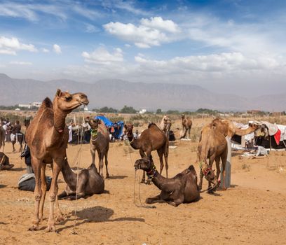 Camels at Pushkar Mela (Pushkar Camel Fair). Pushkar, Rajasthan, India