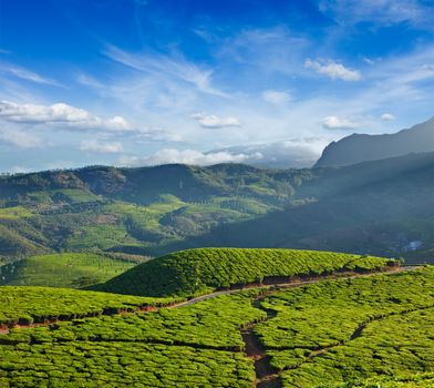 Tea plantations on sunrise. Munnar, Kerala, India