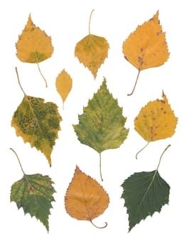 yellow birch leaves isolated over white