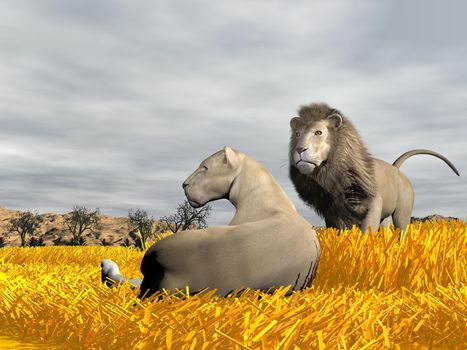 Lioness lying peacefully on the grass next to lion by cloudy weather in savannah