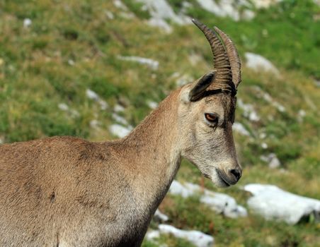 Female alpine ibex (capra ibex) or steinbock portrait in Alps mountain, France