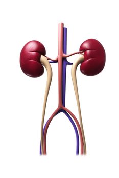 Digital illustration of kidney in colour background