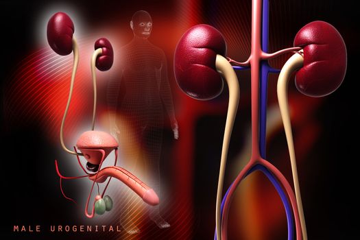 Digital illustration of kidney in colour background