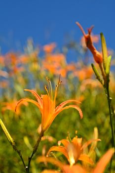 Tiger lily (Daylily) flower close-up