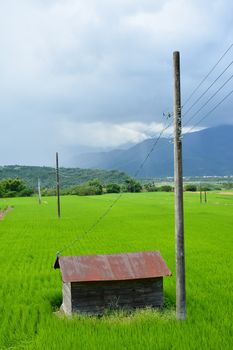 Rice farm in the country, Hualien, Taiwan, Asia