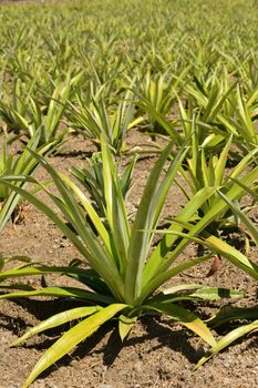 Pineapple farm at Hualien, Taiwan, Asia