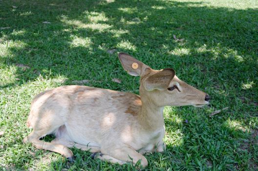 Deer on green grass in a zoo, Chonburi, Thailand.