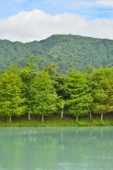 Landscape of forest at Hualien, Taiwan, Asia