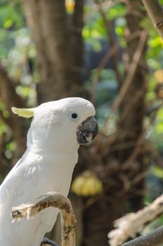 Close up shoot of a parrot