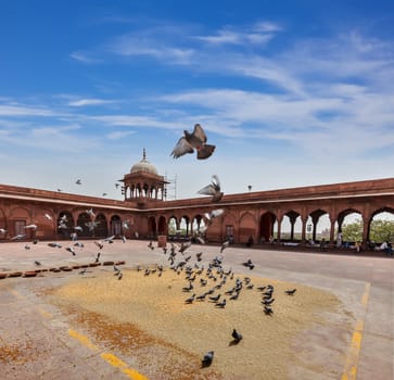 Pigeons in Jama Masjid - the largest mosque in India. Delhi, India