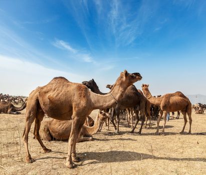 Camels at Pushkar Mela (Pushkar Camel Fair). Pushkar, Rajasthan, India