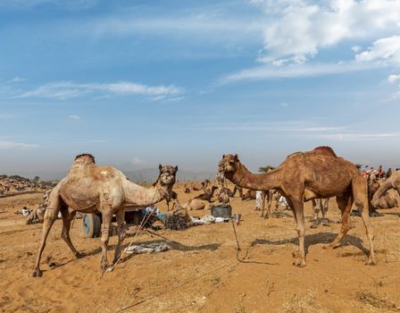 Camels at Pushkar Mela (Pushkar Camel Fair). Pushkar, Rajasthan, India