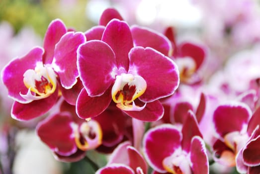 Beautiful colored orchid flowers close up